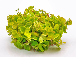 Schwimm-Wolfsmilch - Phyllanthus fluitans in vitro